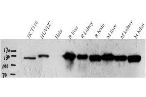 Western Blot analysis of various samples using N-cadherin Polyclonal Antibody at dilution of 1:1000. (N-Cadherin antibody)