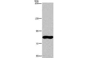 Western blot analysis of Hela cell, using FAF1 Polyclonal Antibody at dilution of 1:400 (FAF1 antibody)