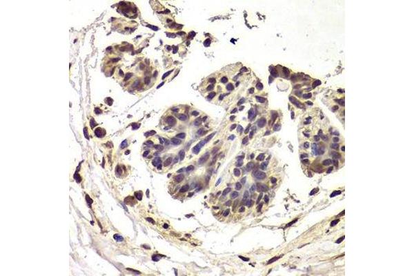 INTS6 antibody  (AA 1-280)