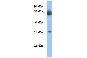 C11ORF54 antibody used at 1 ug/ml to detect target protein. (C11orf54 antibody  (N-Term))
