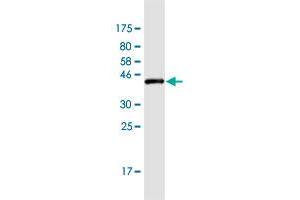 Western Blot detection against Immunogen (43. (EIF5A antibody  (AA 1-154))