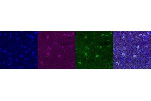 Immunohistochemistry (IHC) image for anti-Glutamate-Ammonia Ligase (GLUL) antibody (ABIN7456060) (GLUL antibody)