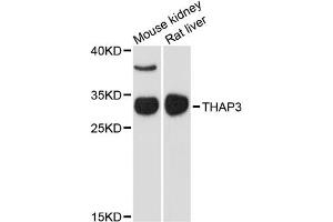 Western blot analysis of extracts of various cell lines, using THAP3 antibody. (THAP3 antibody)