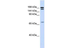 WB Suggested Anti-CUX2 Antibody Titration:  0. (CUX2 antibody  (N-Term))