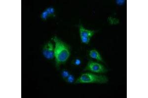 Anti-HP mouse monoclonal antibody (ABIN2453137) immunofluorescent staining of COS7 cells transiently transfected by pCMV6-ENTRY HP (RC223612). (Haptoglobin antibody)
