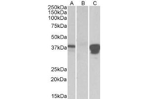 HEK293 lysate (10ug protein in RIPA buffer) overexpressing Human POU2AF1 with DYKDDDDK tag probed with ABIN768554 (0. (POU2AF1 antibody  (Internal Region))