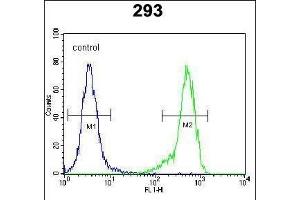 C4orf31 Antibody (N-term) (ABIN651996 and ABIN2840488) flow cytometric analysis of 293 cells (right histogram) compared to a negative control cell (left histogram). (NDNF antibody  (AA 80-109))