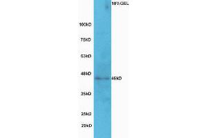 Lane 1: A549 cell lysates probed with Rabbit Anti-GCNT2 Polyclonal Antibody, Unconjugated (ABIN1713810) at 1:300 overnight at 4 °C. (GCNT2 antibody  (AA 151-250))