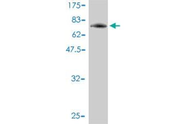 PIGO anticorps  (AA 1-454)