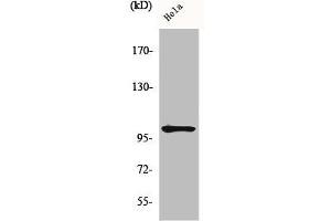 Western Blot analysis of HeLa cells using Phospho-NFκB-p105 (S907) Polyclonal Antibody (NFKB1 antibody  (pSer907))