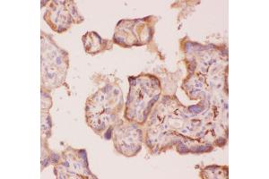 Anti-Angiopoietin 2 Picoband antibody,  IHC(P): Human Placenta Tissue (Angiopoietin 2 antibody  (AA 19-348))