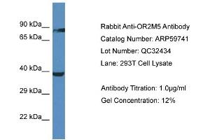 Western Blotting (WB) image for anti-Olfactory Receptor, Family 2, Subfamily M, Member 5 (OR2M5) (C-Term) antibody (ABIN2788189) (OR2M5 antibody  (C-Term))