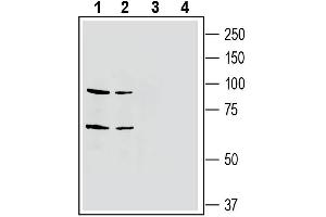 Western blot analysis of mouse brain membranes (lanes 1 and 3) and rat brain membranes (lanes 2 and 4): - 1-2. (EPH Receptor A4 antibody  (Extracellular, N-Term))