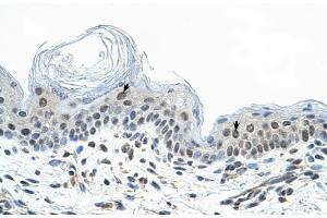 Human Skin (COPS2 antibody  (N-Term))
