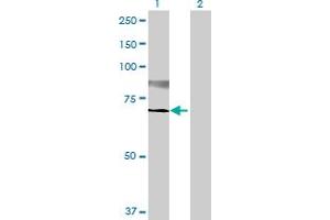 Western Blot analysis of ST6GALNAC1 expression in transfected 293T cell line by ST6GALNAC1 MaxPab polyclonal antibody. (ST6GALNAC1 antibody  (AA 1-600))