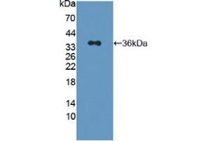 Western blot analysis of recombinant Human IRS2. (IRS2 antibody  (AA 985-1255))