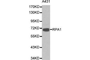 Western blot analysis of A431 cell lysate using RPA1 antibody. (RPA1 antibody  (AA 367-616))