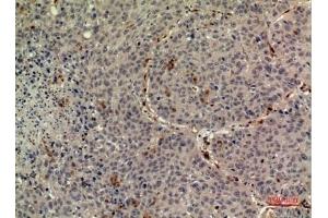 Immunohistochemical analysis of paraffin-embedded human-liver, antibody was diluted at 1:100. (TPO (Internal Region) antibody)