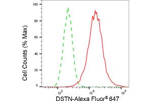 Flow cytometric analysis of DSTN expression in H9c2 cells using DSTN antibody (ABIN7798322), 1:2,000). (Recombinant Destrin antibody)