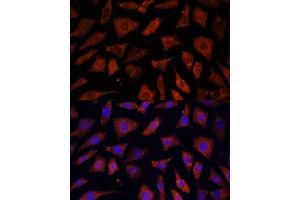 Immunofluorescence analysis of L929 cells using PDE6G antibody (ABIN7269304) at dilution of 1:100. (PDE6G antibody  (AA 1-87))