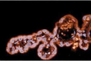 Immunofluorescence staining of a rabbit brain section. (GRIN2B antibody  (AA 892-1051))