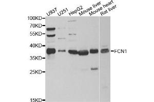 Western blot analysis of extracts of various cell lines, using FCN1 antibody. (FCN1 antibody)