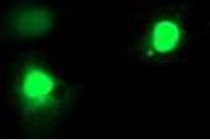 Anti-EXOSC7 mouse monoclonal antibody (ABIN2455506) immunofluorescent staining of COS7 cells transiently transfected by pCMV6-ENTRY EXOSC7 (RC201419). (EXOSC7 antibody)