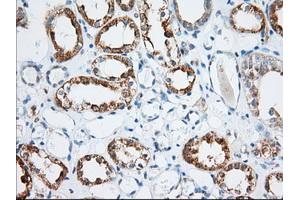 Immunohistochemical staining of paraffin-embedded Human Kidney tissue using anti-MIOX mouse monoclonal antibody.
