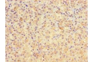 Immunohistochemistry of paraffin-embedded human adrenal gland tissue using ABIN7167887 at dilution of 1:100 (MEST antibody  (AA 1-325))