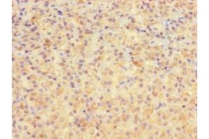 Immunohistochemistry of paraffin-embedded human adrenal gland tissue using ABIN7167887 at dilution of 1:100
