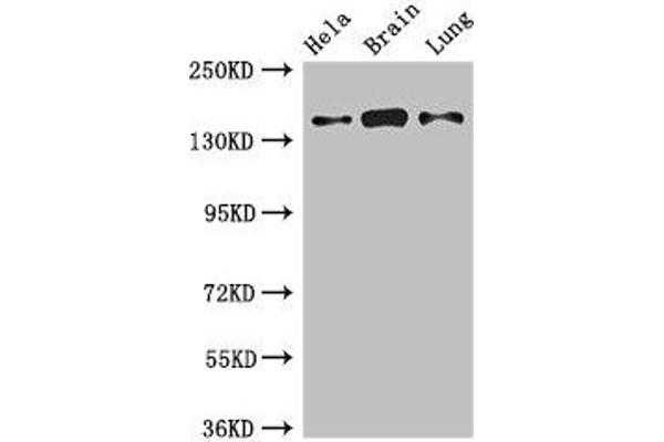 SULF2 抗体  (AA 463-660)
