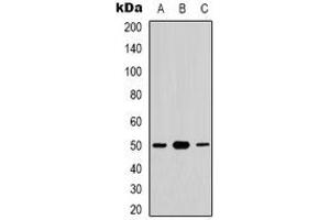 Western blot analysis of CDC37 (pS13) expression in HuvEc (A), K562 (B), NIH3T3 (C) whole cell lysates. (CDC37 antibody  (N-Term, pSer13))