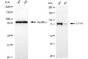 Western blotting analysis using CD168 antibody (ABIN7799009). (Recombinant HMMR antibody)