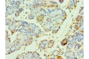 Immunohistochemistry of paraffin-embedded human pancreatic tissue using ABIN7161860 at dilution of 1:100