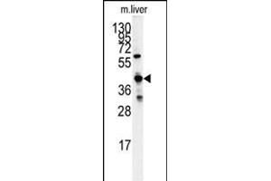 Western blot analysis of GCAT antibody (Center) (ABIN391717 and ABIN2841608) in mouse liver tissue lysates (35 μg/lane). (GCAT antibody  (AA 155-181))
