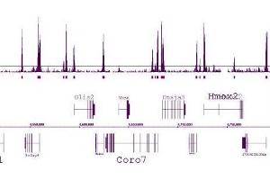 Histone H3 dimethyl Lys4 antibody tested by ChIP-Seq. (Histone 3 antibody  (H3K4me2))