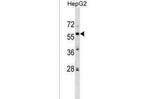 ZFP82 Antibody (N-term) (ABIN1539459 and ABIN2849388) western blot analysis in HepG2 cell line lysates (35 μg/lane).