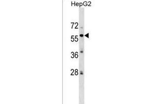 Zinc finger protein 82 homolog (ZFP82) (AA 55-82), (N-Term) Antikörper
