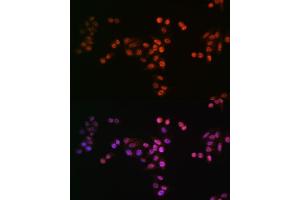 Immunofluorescence analysis of HeLa cells using DROSHA antibody (ABIN7266845). (DROSHA antibody)
