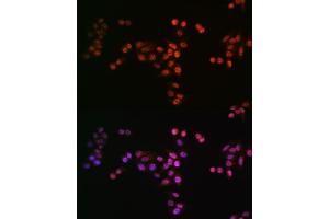 Immunofluorescence analysis of HeLa cells using DROSHA antibody (ABIN7266845). (DROSHA antibody)