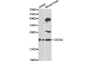 Western blot analysis of extracts of Jurkat and mouse brain cell lines, using CDC42 antibody. (CDC42 antibody)