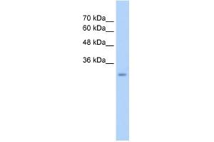 GEM antibody  (C-Term)