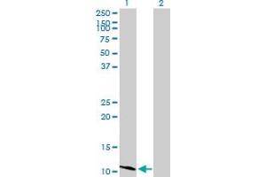 Western Blot analysis of HSD17B12 expression in transfected 293T cell line by HSD17B12 MaxPab polyclonal antibody. (HSD17B12 antibody  (AA 1-98))