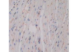 IHC-P analysis of Mouse Tissue, with DAB staining. (BACE2 antibody  (AA 156-407))