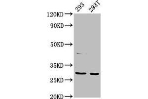 Western Blot Positive WB detected in: 293 whole cell lysate, 293T whole cell lysate All lanes: AANAT antibody at 7. (AANAT antibody  (AA 1-207))