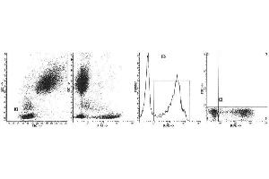 Image no. 1 for anti-Protein tyrosine Phosphatase, Receptor Type, C (PTPRC) antibody (ABIN1106400) (CD45 antibody)