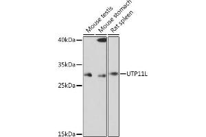 Western blot analysis of extracts of various cell lines, using UTP11L Rabbit pAb (ABIN7271237) at 1:1000 dilution. (UTP11L antibody)