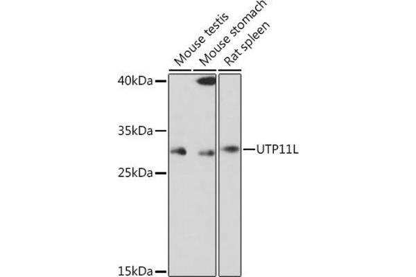 UTP11L Antikörper
