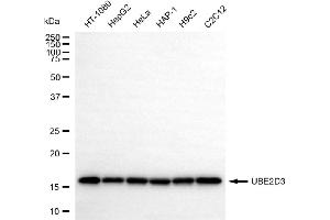 Western blotting analysis using UBE2D3 antibody (ABIN7800743).