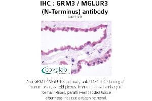 Image no. 1 for anti-Glutamate Receptor, Metabotropic 3 (GRM3) (Extracellular Domain), (N-Term) antibody (ABIN1735268)